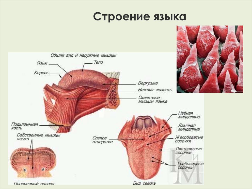 Язык человека сбоку фото