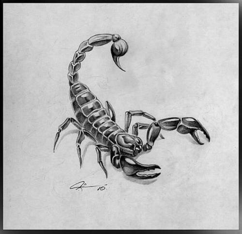 Скорпион татуировка эскиз