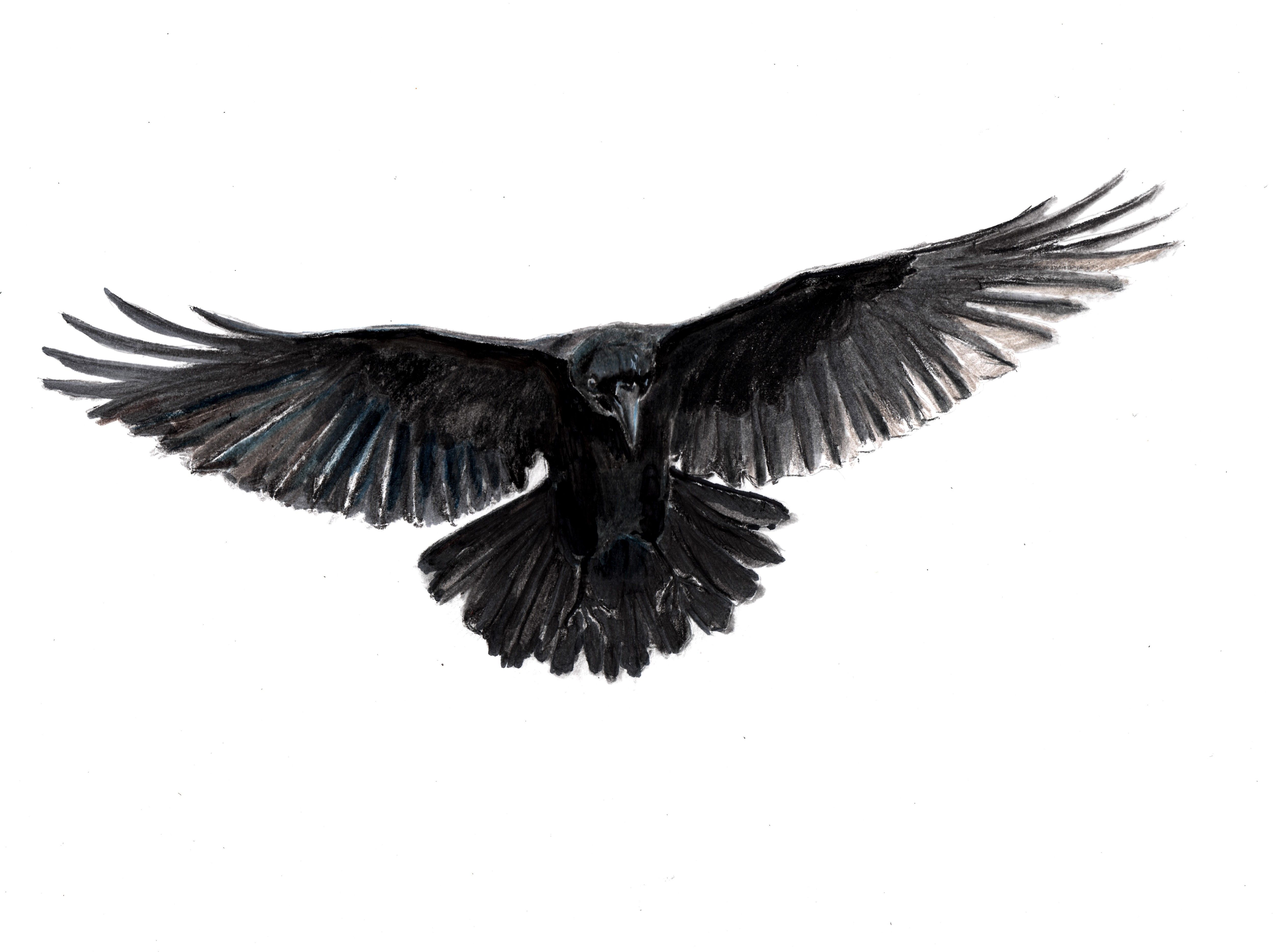 Крыло ворона 1. Ворон с расправленными крыльями. Черный ворон с расправленными крыльями. Крыло ворона. Ворон с распахнутыми крыльями.
