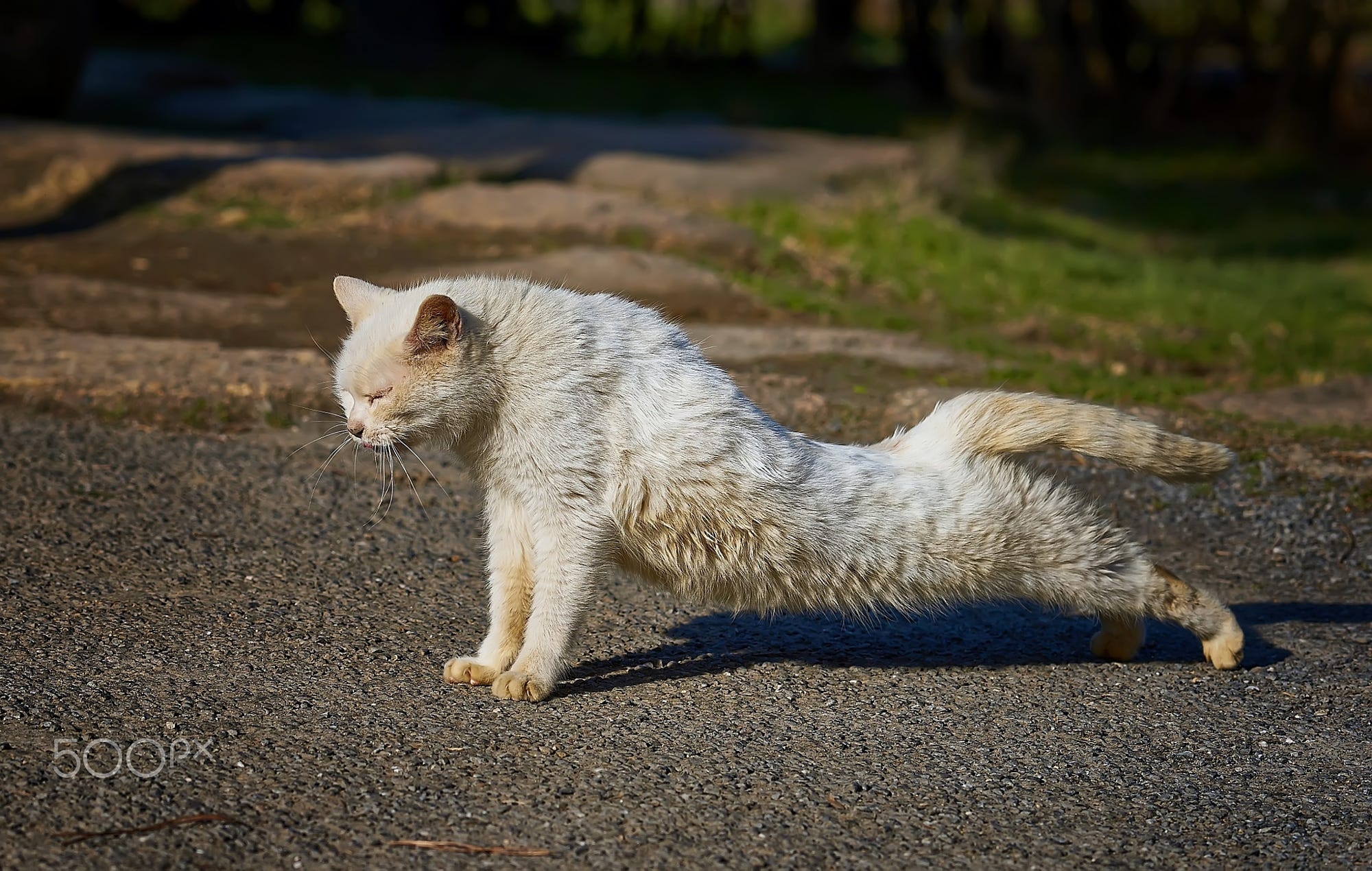 Картинки кот потягивается