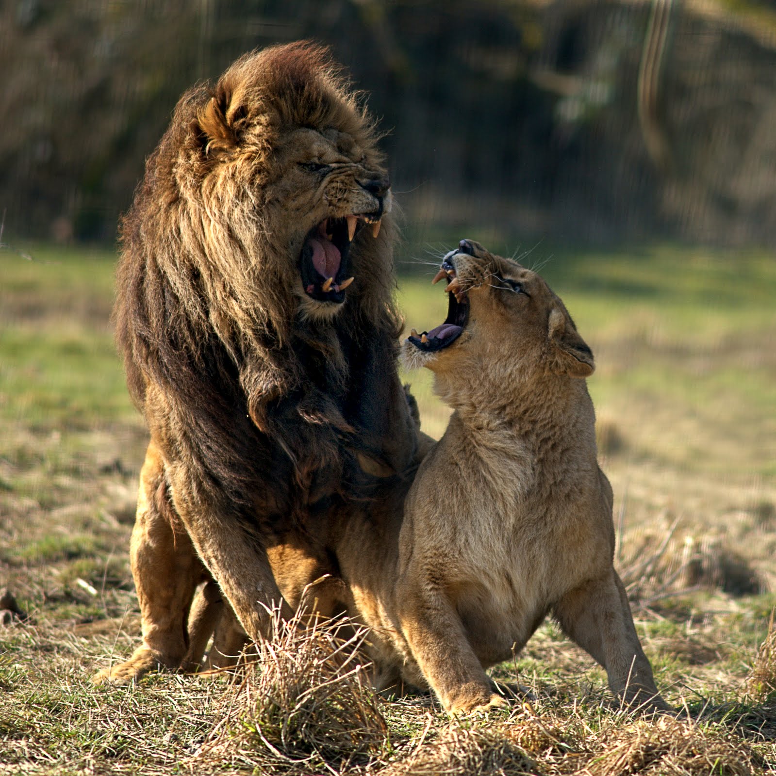 Схватки со львом. Бои животных. Львицы дерутся. Лев и львица дерутся. Битва Львов.