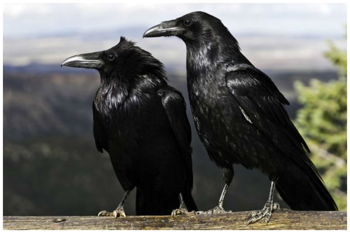 Ворона картинка. Ворон обыкновенный. Ворон вид сбоку. Crow and Raven. Два ворона.