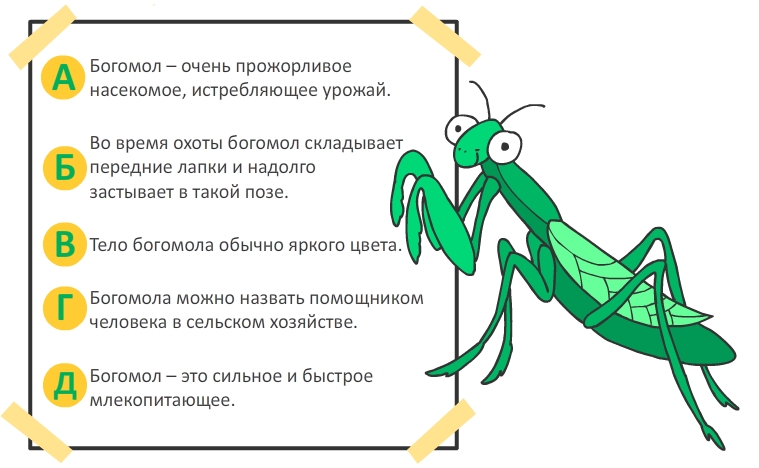 Форум сообщества насекомых не работает. Богомол насекомое интересные факты. Факты о богомолах. Богомол описание для детей.