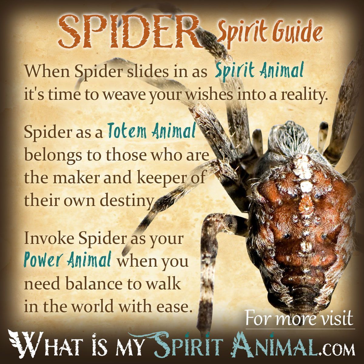 Spider Spirit Totem Power Animal Symbolism Meaning 1200x1200