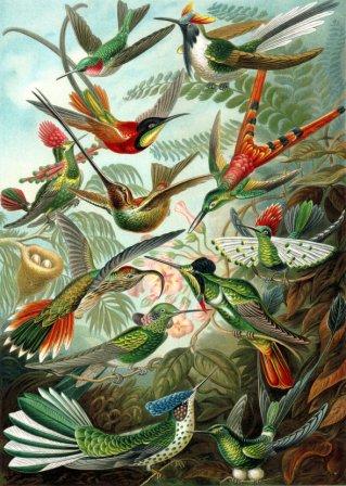 Hummingbirds Picture