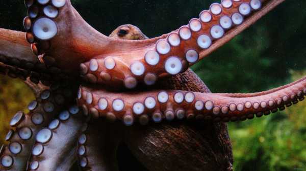 Щупальца осьминога фото