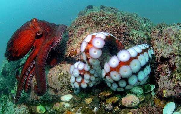Щупальца осьминога фото