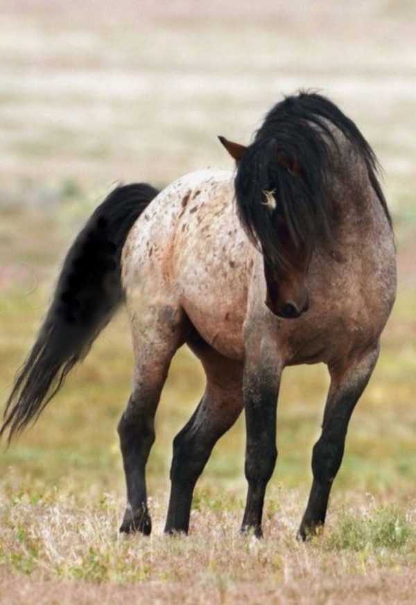 Алексей решил выяснить соответствует ли изображенная на фотографии лошадь стандартам породы