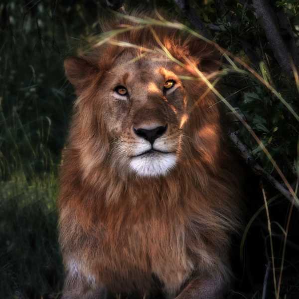 изображения охоты на львов
