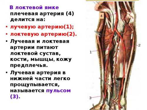 Предплечье где находится у человека картинка