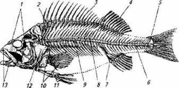 Функции скелета рыбы. Скелет рыбы. Рыбы скелет и покровы. Скелет костной рыбы. Скелет хвостового плавника костной рыбы.