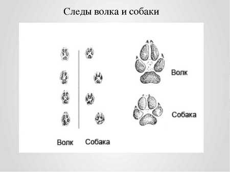 Отличие волчьего следа от собачьего фото