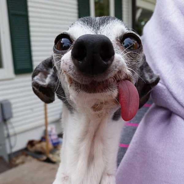 Синий язык у собаки порода фото
