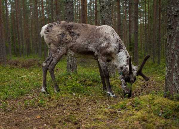 Есть ли у оленихи рога фото